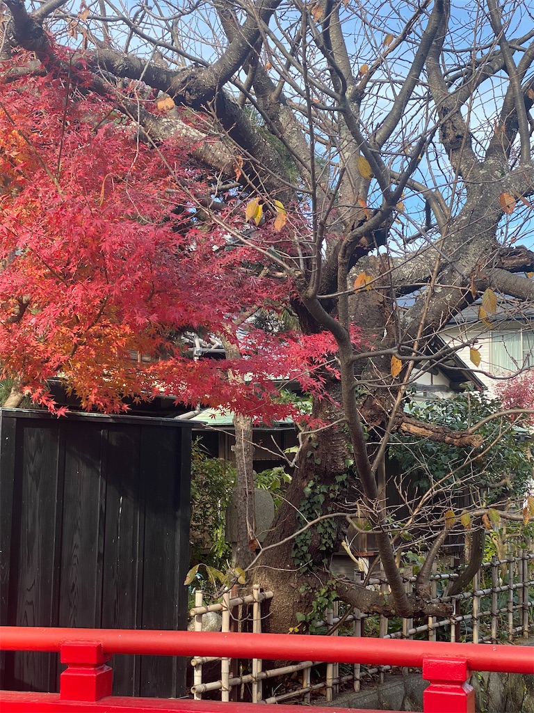f:id:blossom-art:20201219214423j:image