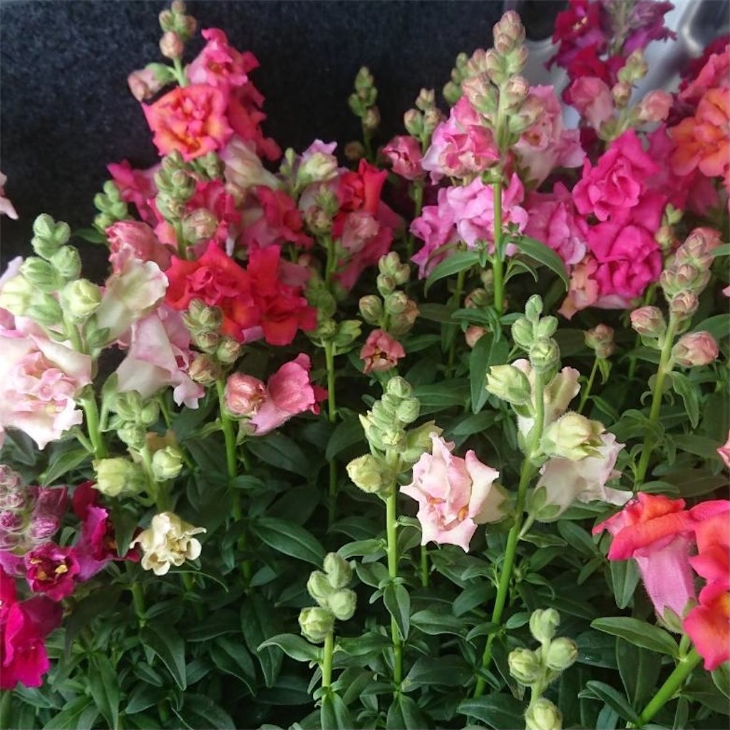 f:id:blossom-art:20201219215343j:image