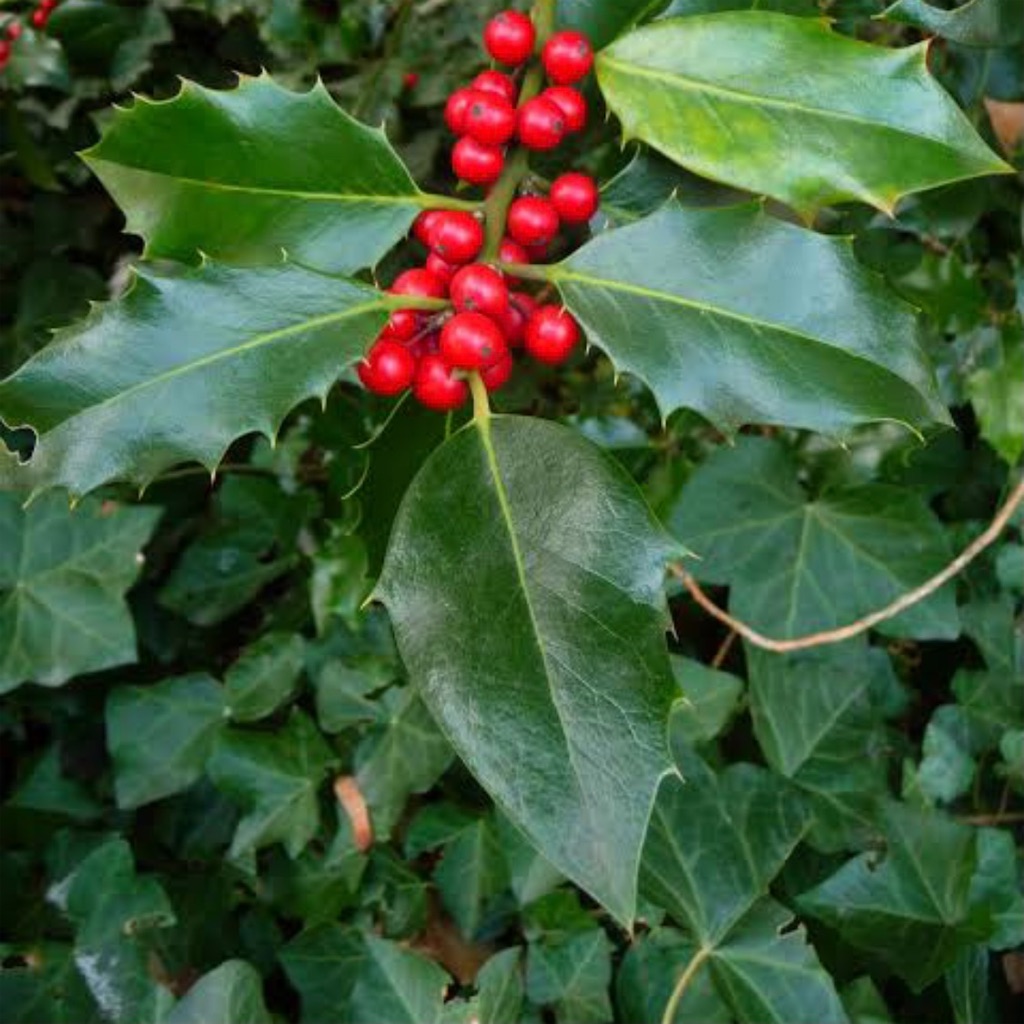 ブログギャラリー12.21(月) シクラメン - blossom-art's diary