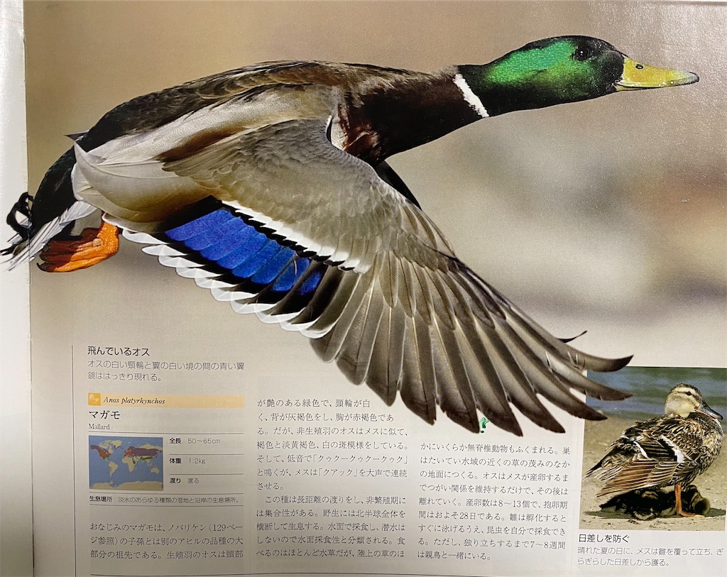 f:id:blossom-art:20201222224154j:image