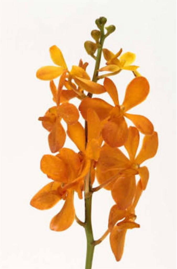 f:id:blossom-art:20201225183456j:image f:id:blossom-art:20201225183456j:image
