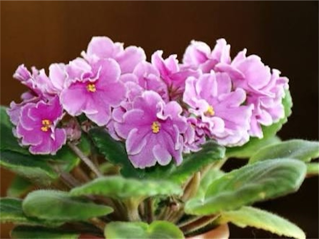f:id:blossom-art:20201228233504j:image