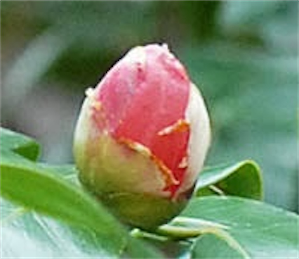f:id:blossom-art:20201230173315j:image