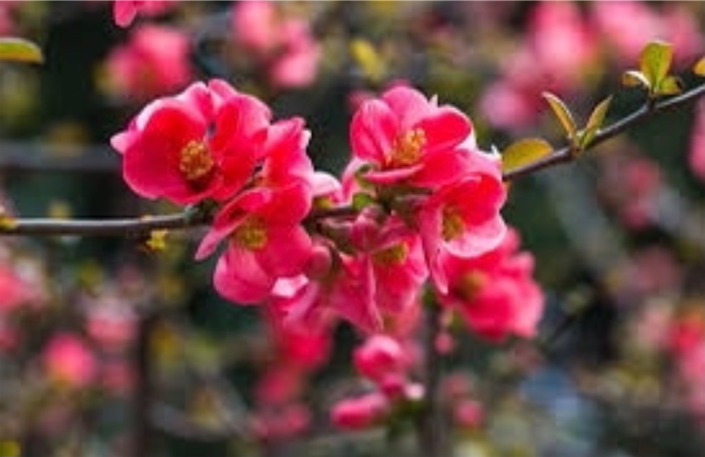 f:id:blossom-art:20210107204801j:image