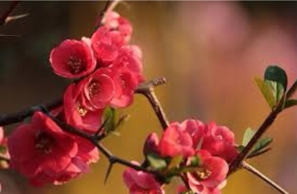 f:id:blossom-art:20210107204817j:image