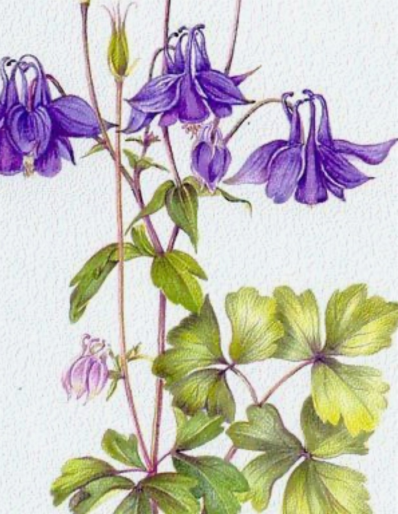f:id:blossom-art:20210205181101j:image