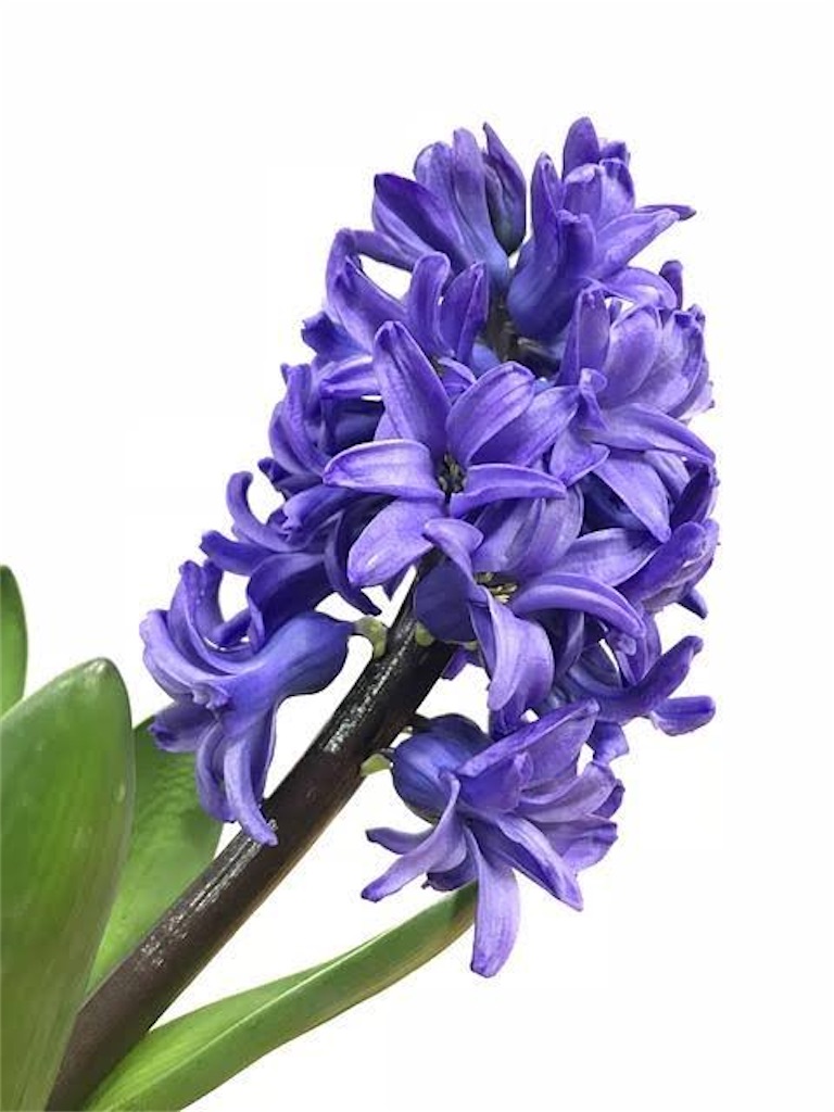 f:id:blossom-art:20210207211832j:image