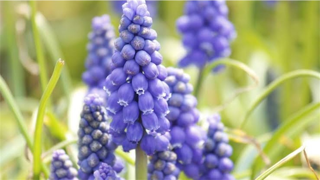 f:id:blossom-art:20210210184459j:image