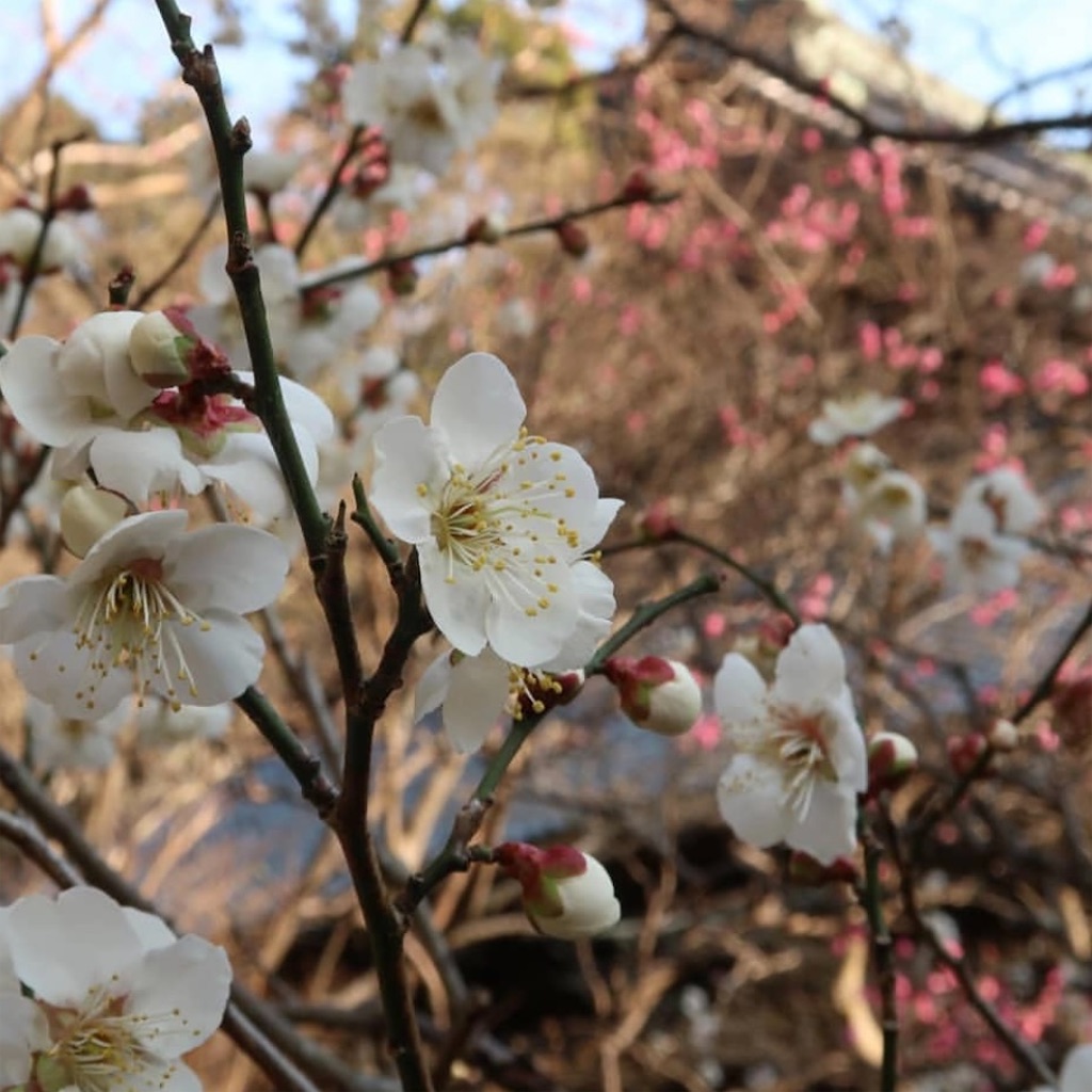 f:id:blossom-art:20210211183649j:image
