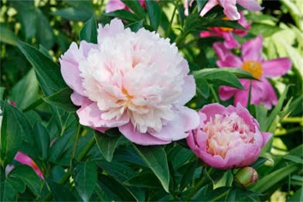 f:id:blossom-art:20210211204224j:image