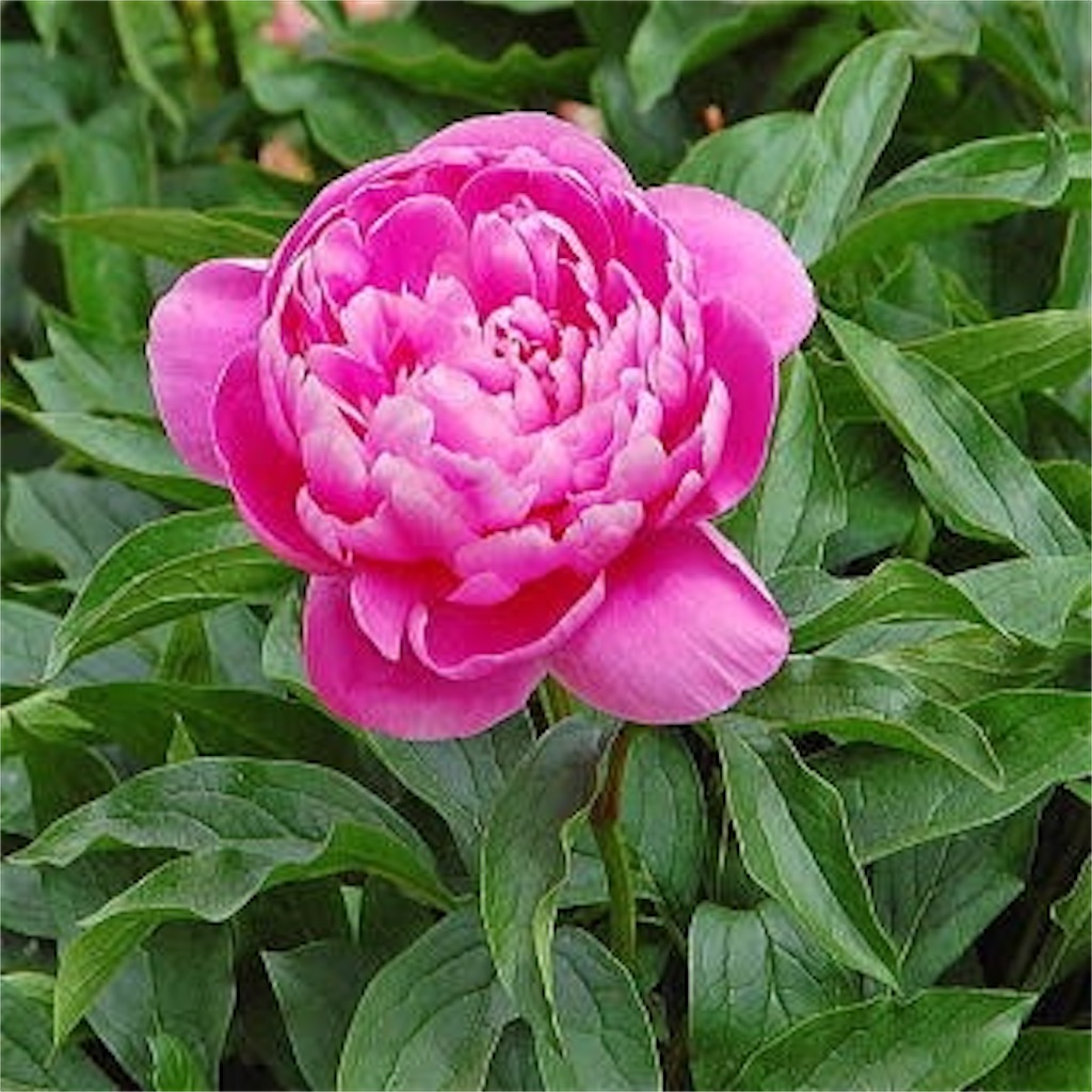 f:id:blossom-art:20210211204249j:image