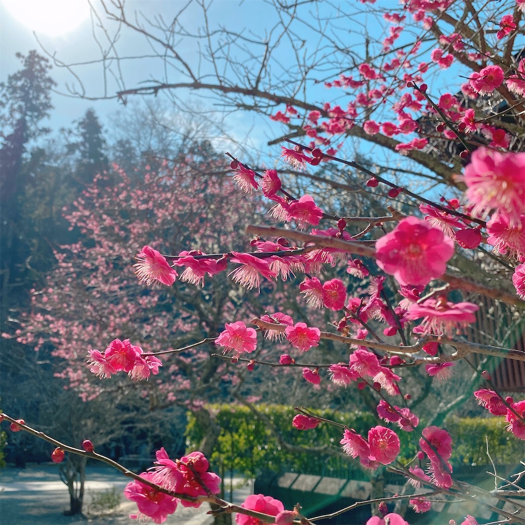 f:id:blossom-art:20210213182037j:image
