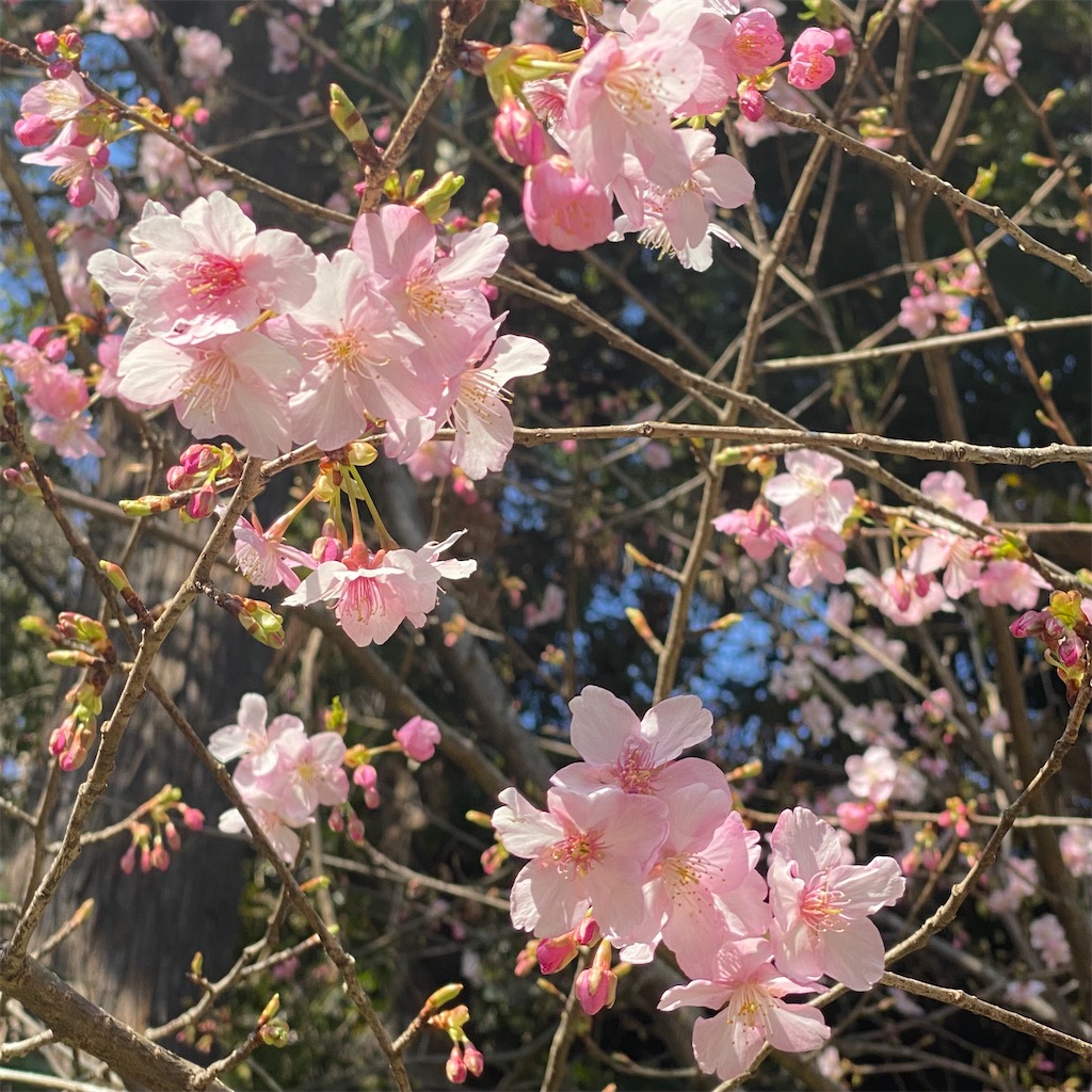 f:id:blossom-art:20210213182157j:image