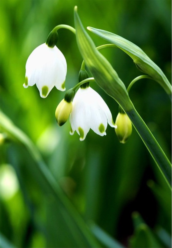 f:id:blossom-art:20210218210206j:image