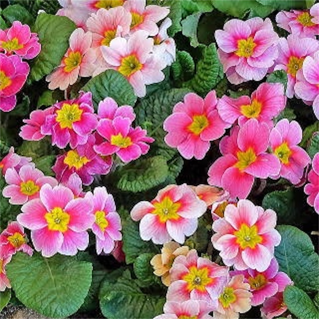 f:id:blossom-art:20210220201817j:image