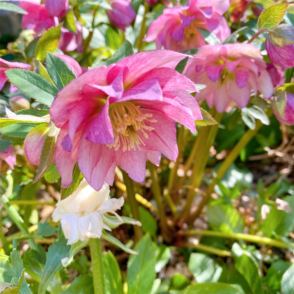 f:id:blossom-art:20210225204352j:image