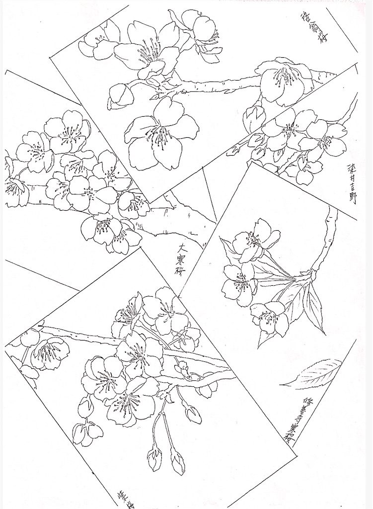 f:id:blossom-art:20210227230154j:image