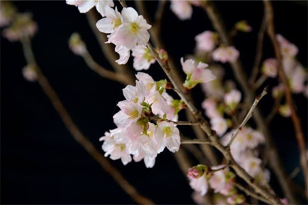 f:id:blossom-art:20210227230248j:image
