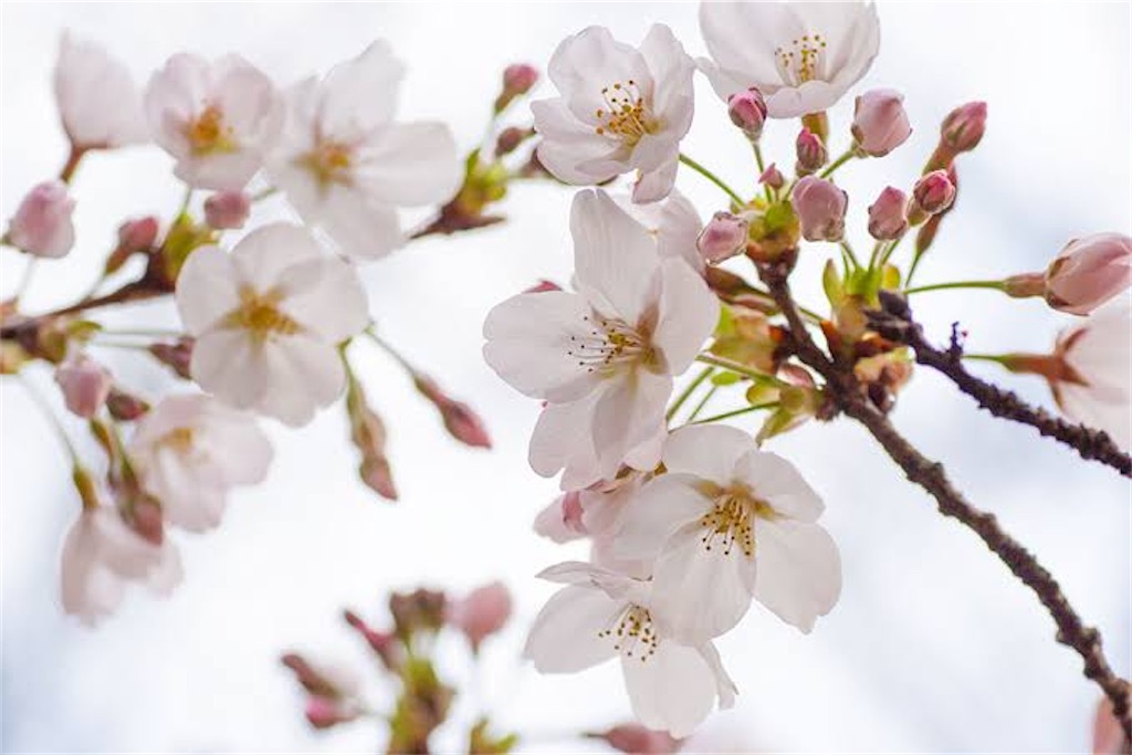 f:id:blossom-art:20210227230326j:image
