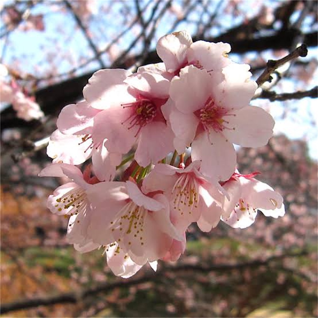 f:id:blossom-art:20210227230356j:image