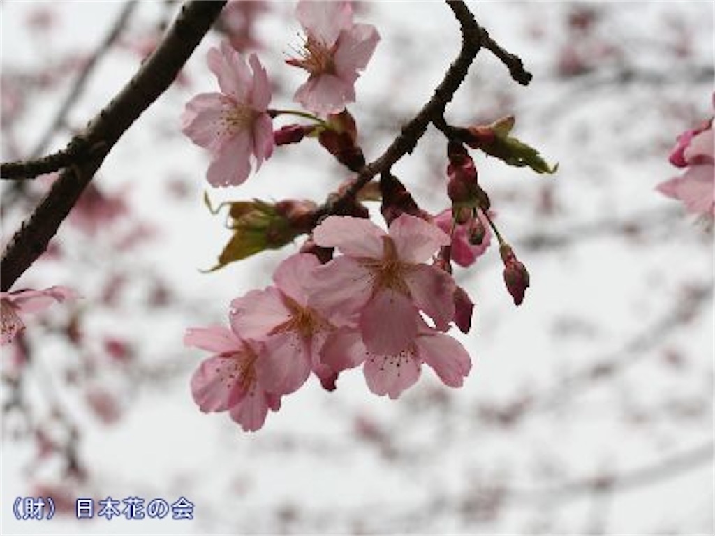 f:id:blossom-art:20210227230435j:image
