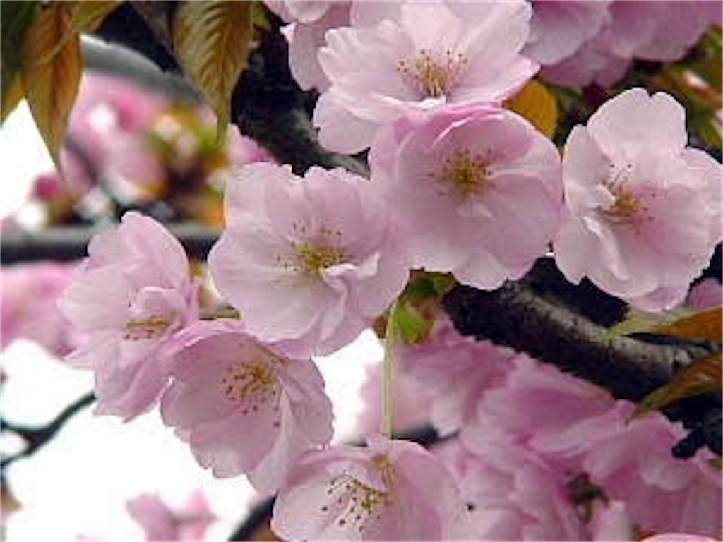 f:id:blossom-art:20210227230505j:image