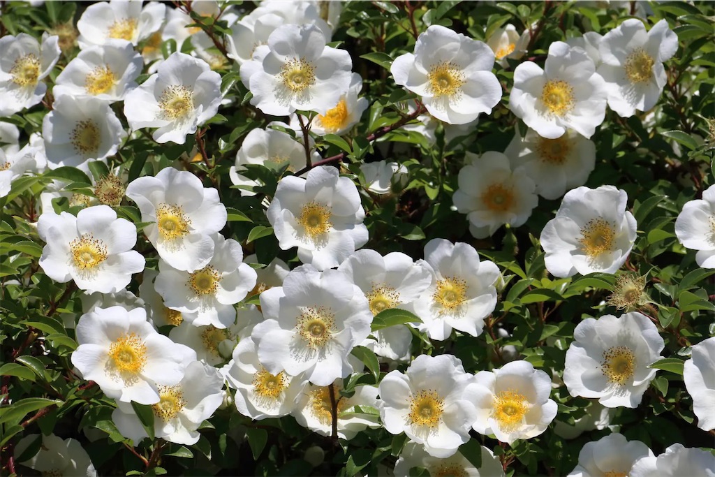 f:id:blossom-art:20210423202725j:image