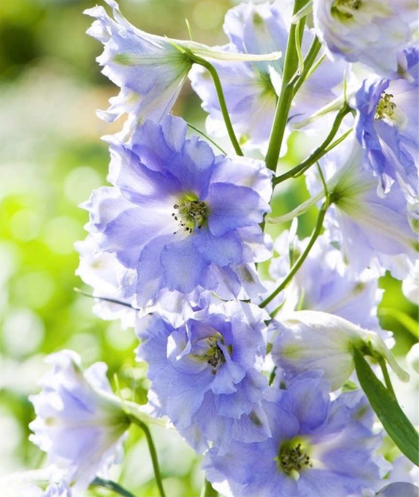 f:id:blossom-art:20210425192014j:image