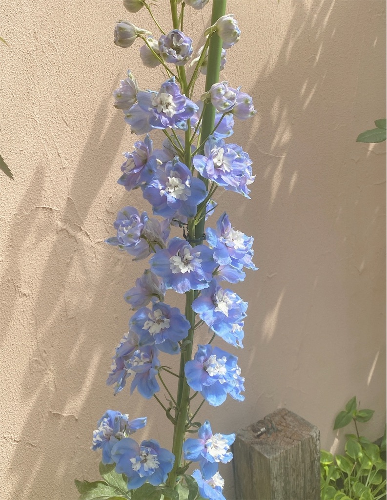 f:id:blossom-art:20210425192028j:image