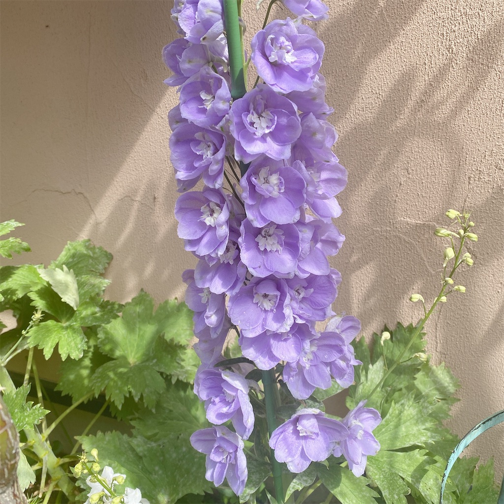 f:id:blossom-art:20210425192054j:image
