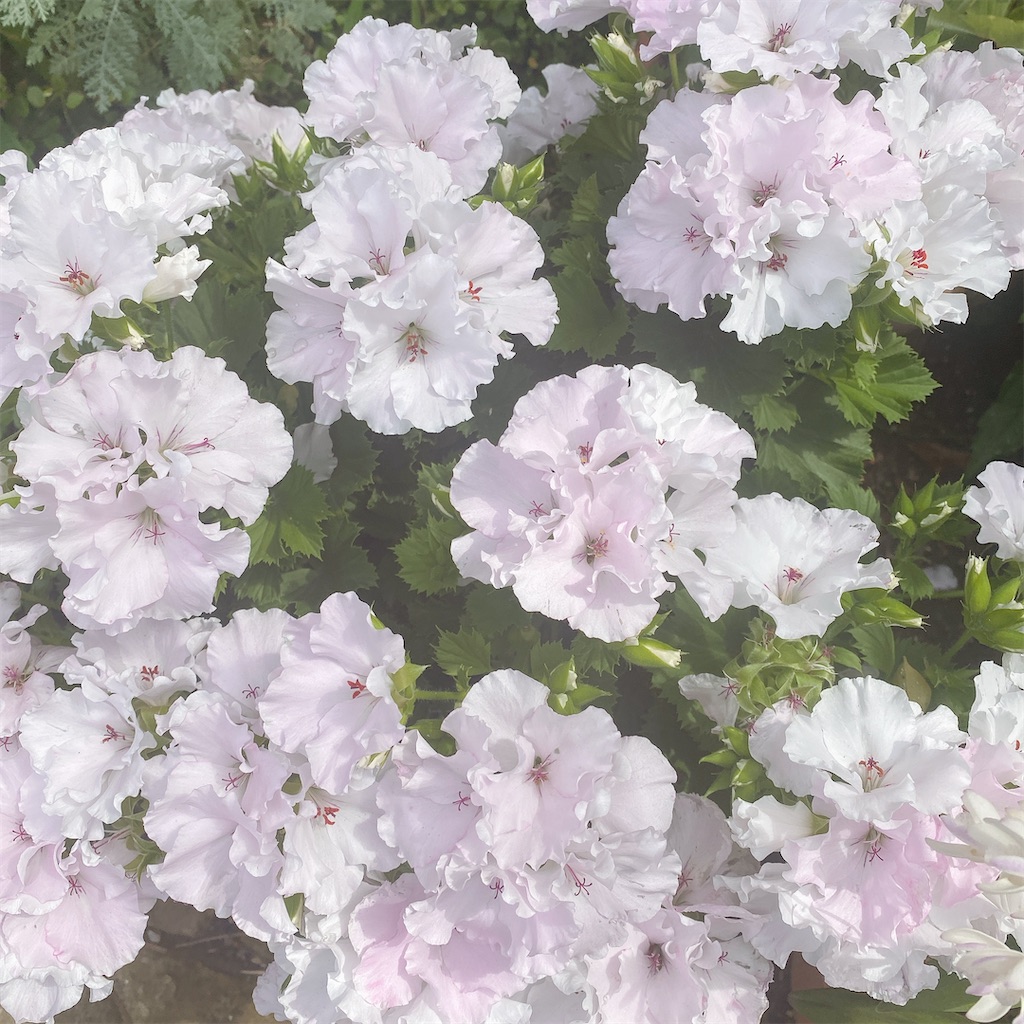 f:id:blossom-art:20210425192129j:image