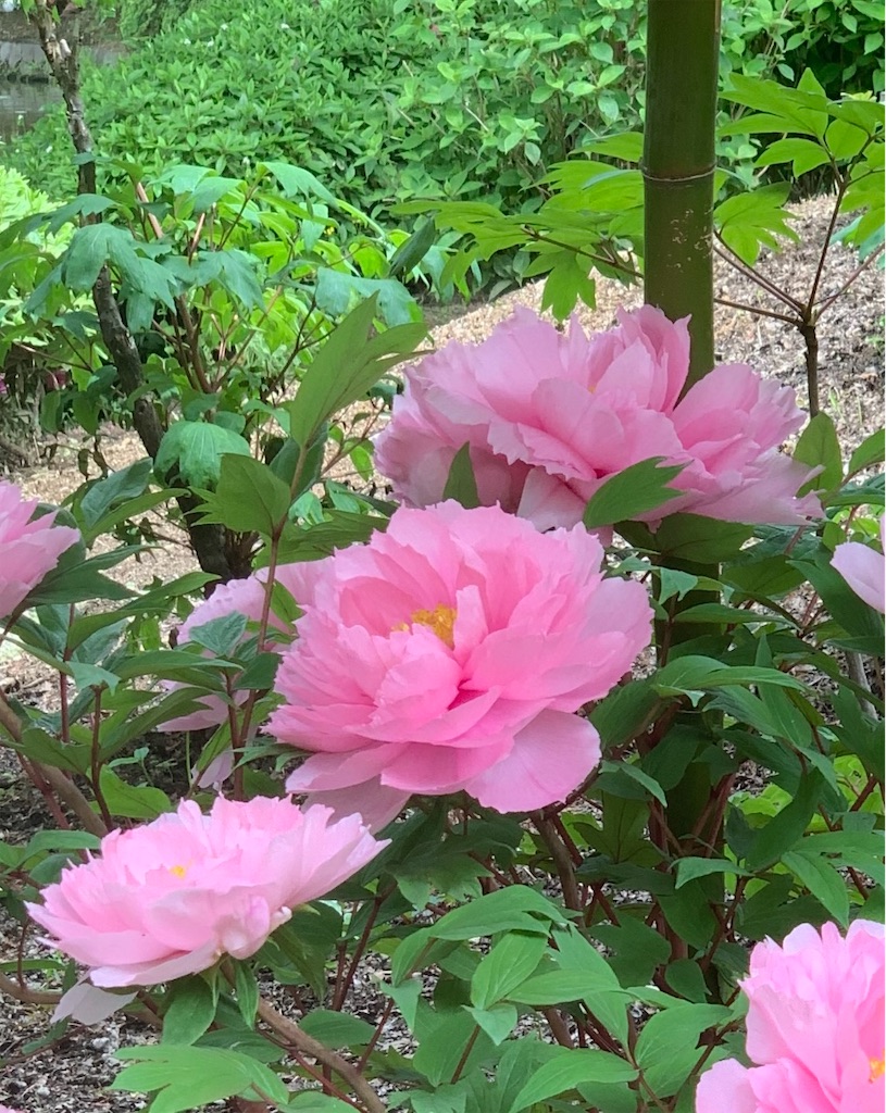 f:id:blossom-art:20210504181325j:image