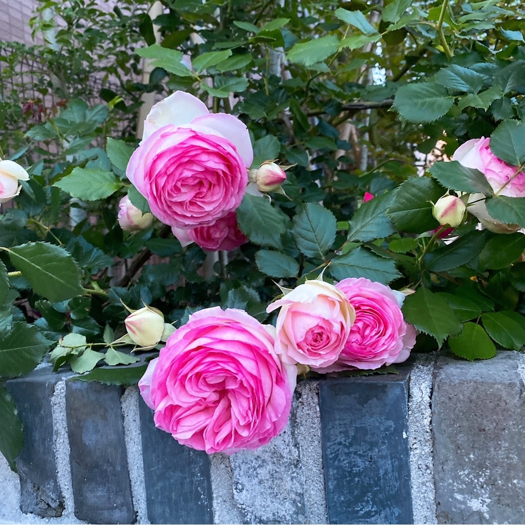 f:id:blossom-art:20210505164908j:image