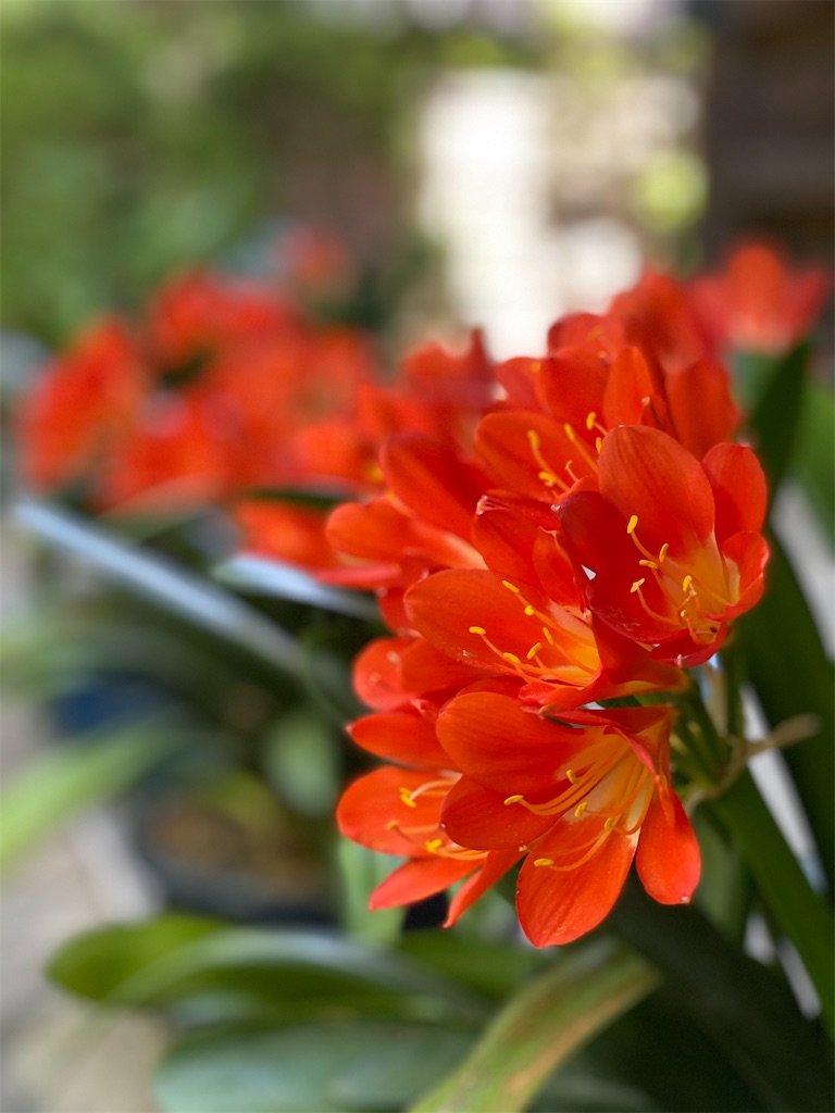 f:id:blossom-art:20210508200604j:image