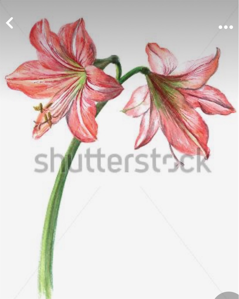 f:id:blossom-art:20210510182915j:image
