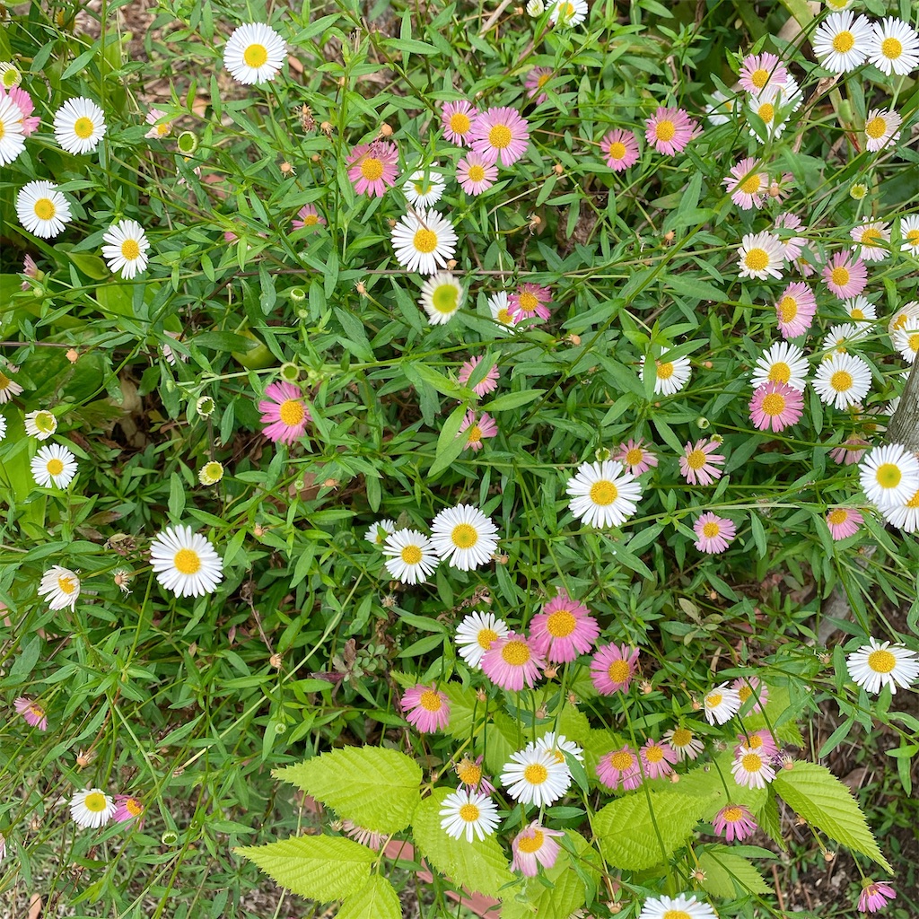 f:id:blossom-art:20210511195717j:image