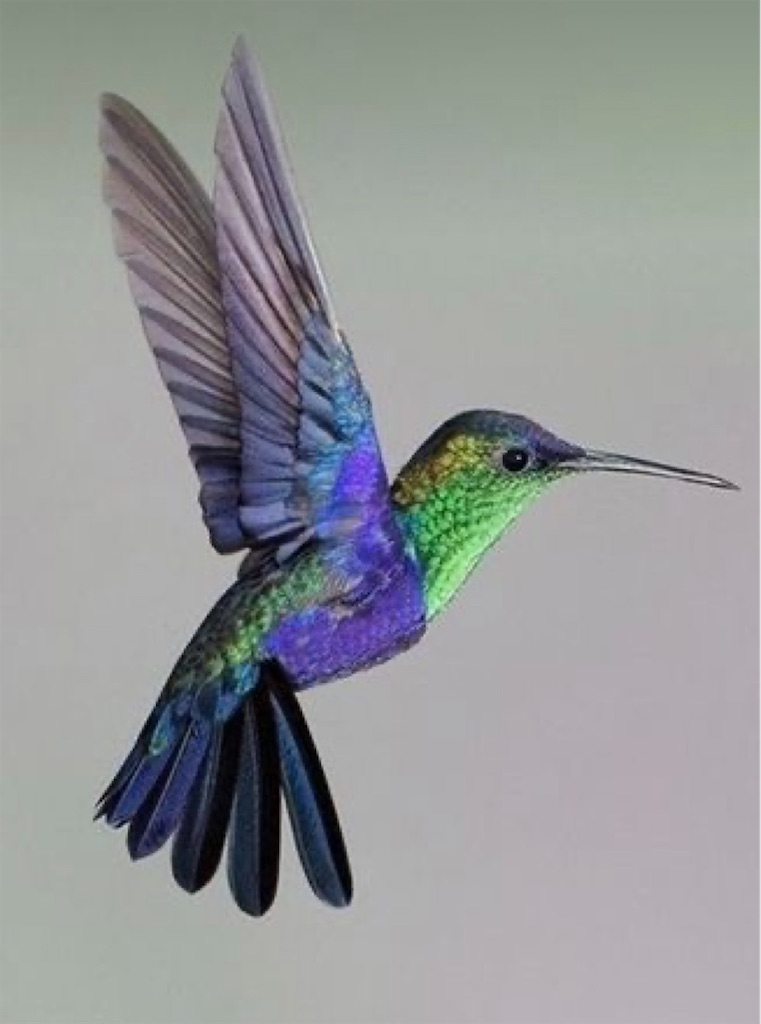 f:id:blossom-art:20210511200027j:image