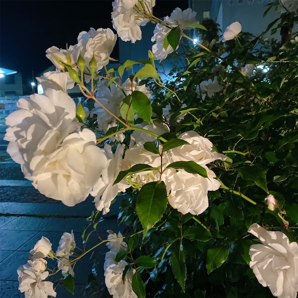 f:id:blossom-art:20210512195605j:image