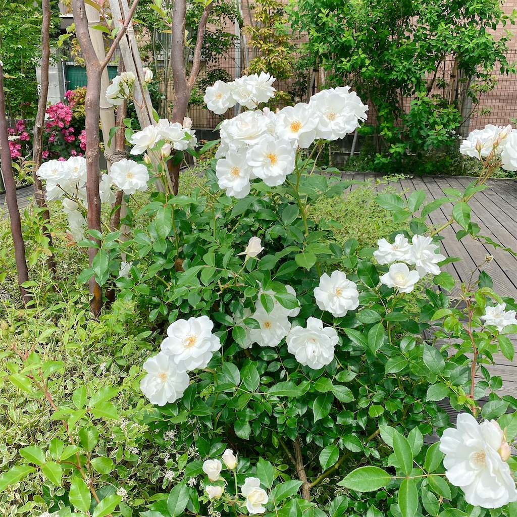 f:id:blossom-art:20210512195733j:image