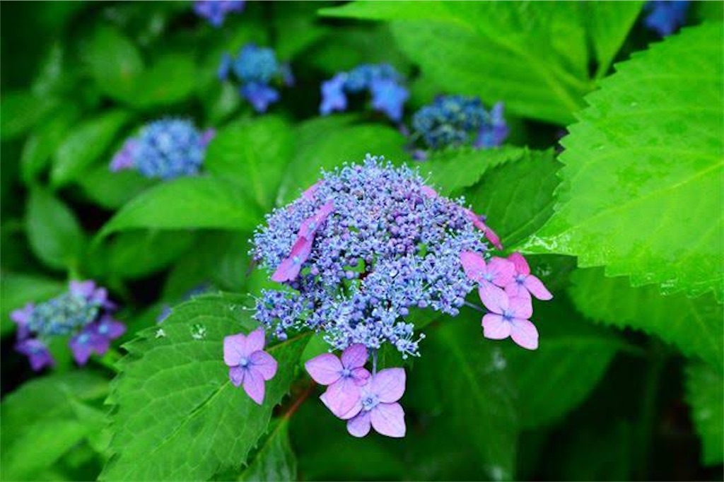f:id:blossom-art:20210512200144j:image