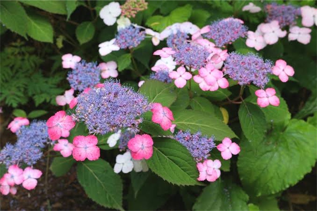 f:id:blossom-art:20210512200156j:image