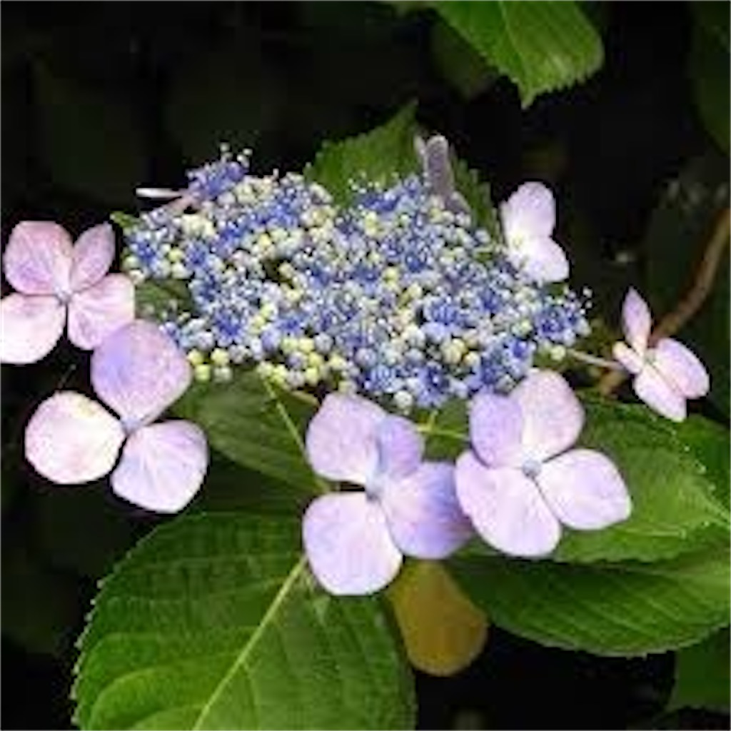f:id:blossom-art:20210512200206j:image
