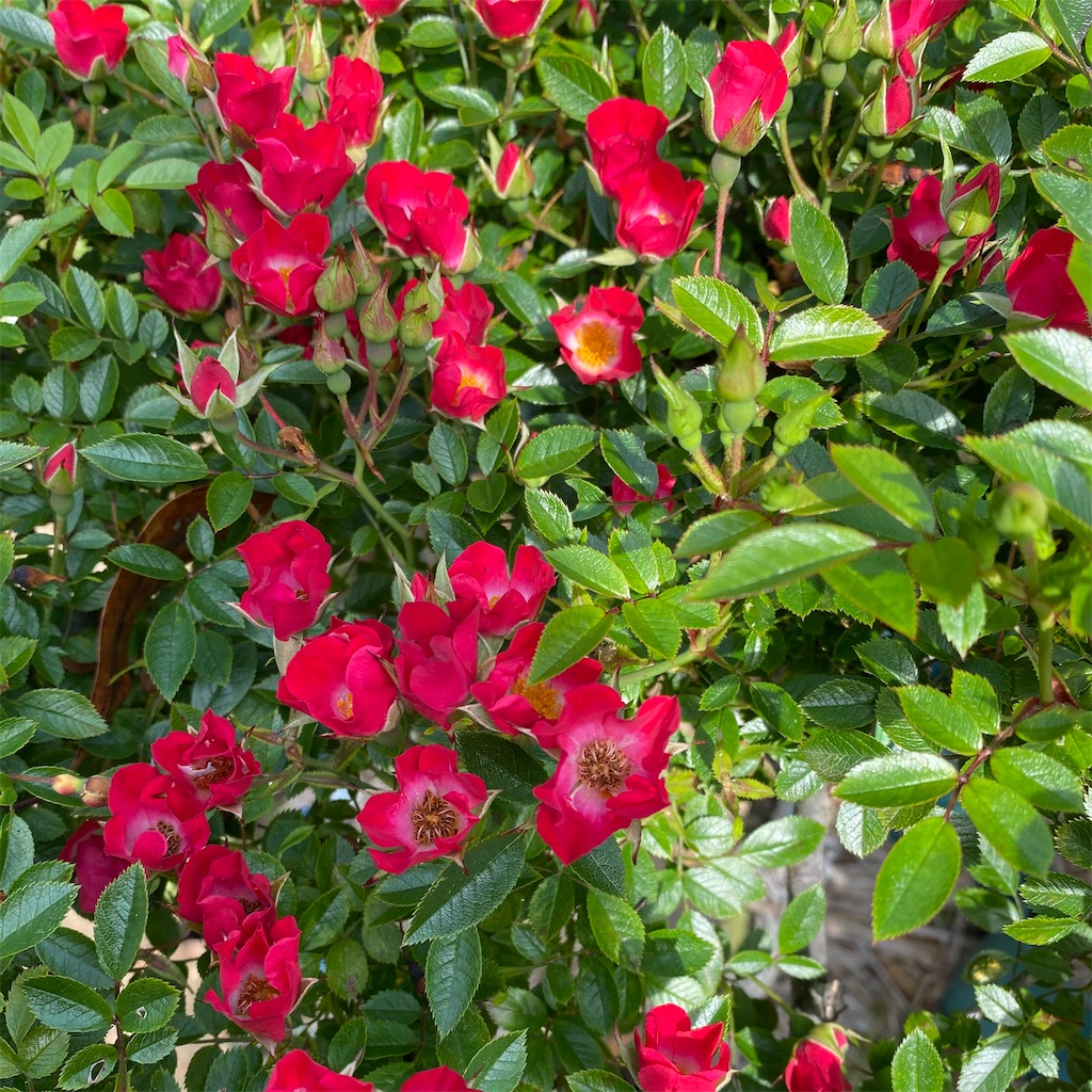 f:id:blossom-art:20210515211154j:image