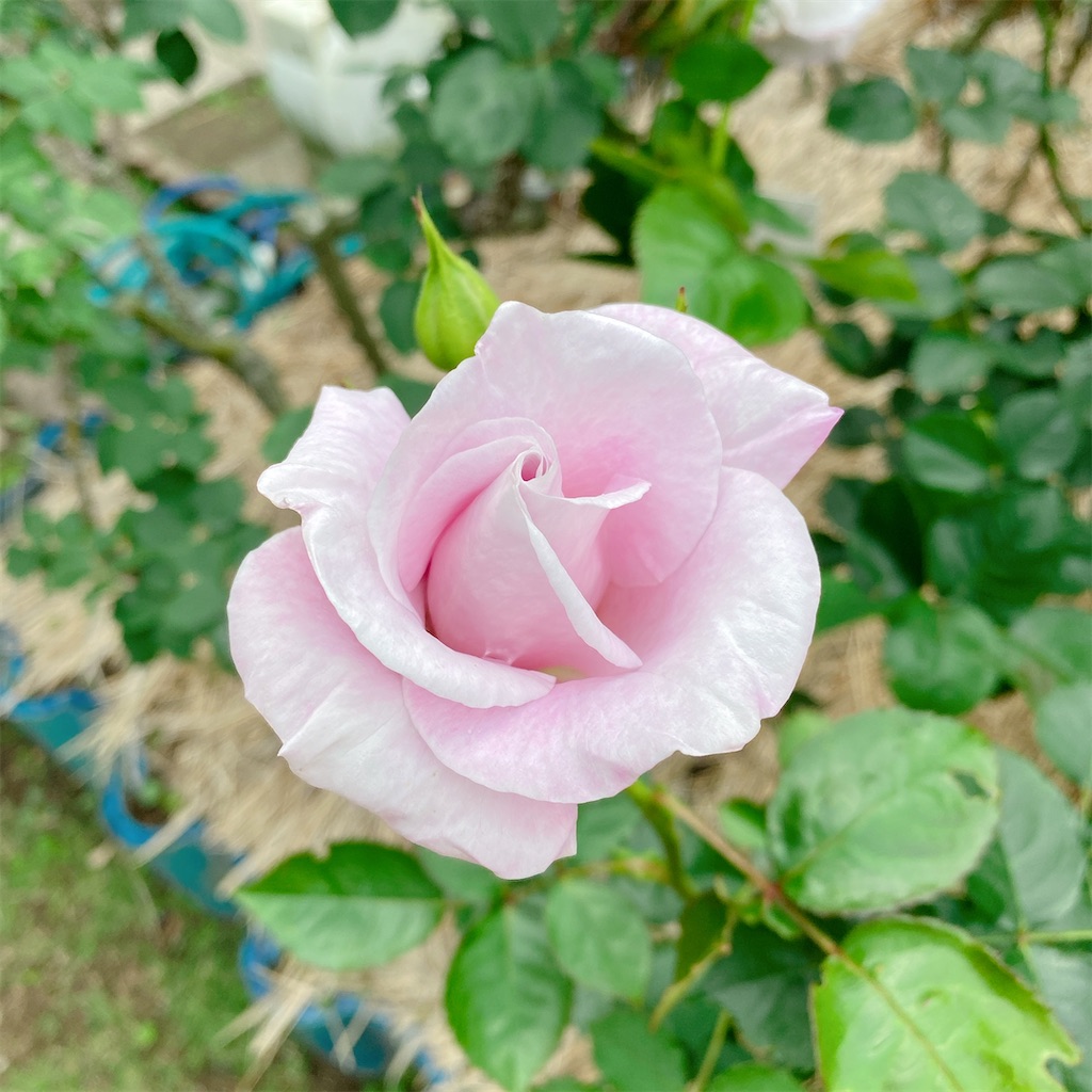 f:id:blossom-art:20210515211347j:image