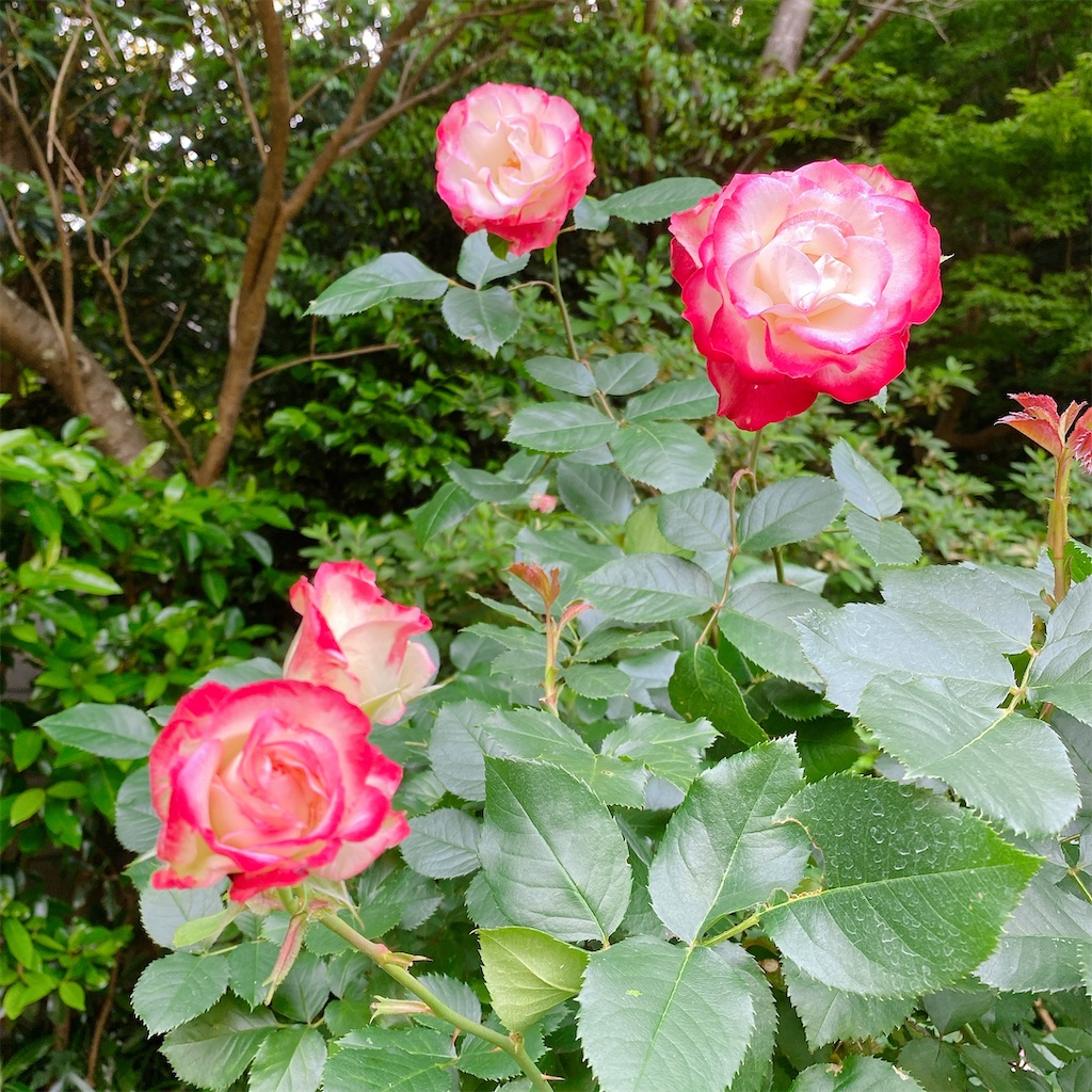 f:id:blossom-art:20210515211424j:image