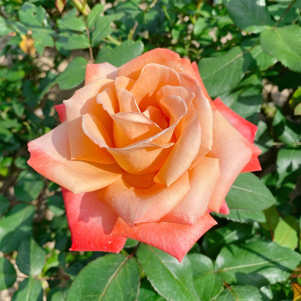 f:id:blossom-art:20210515211453j:image