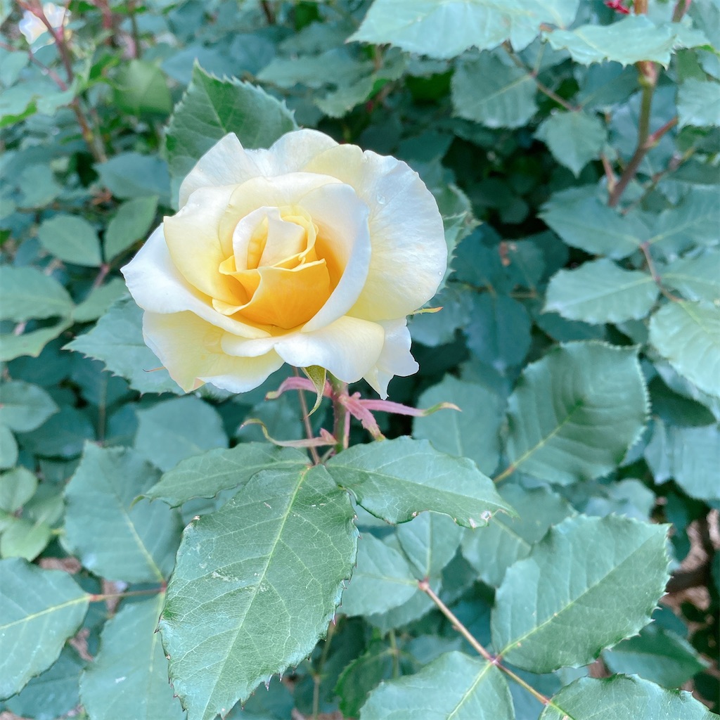 f:id:blossom-art:20210515211644j:image