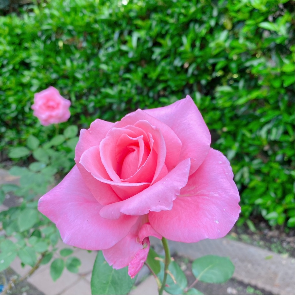 f:id:blossom-art:20210515211915j:image