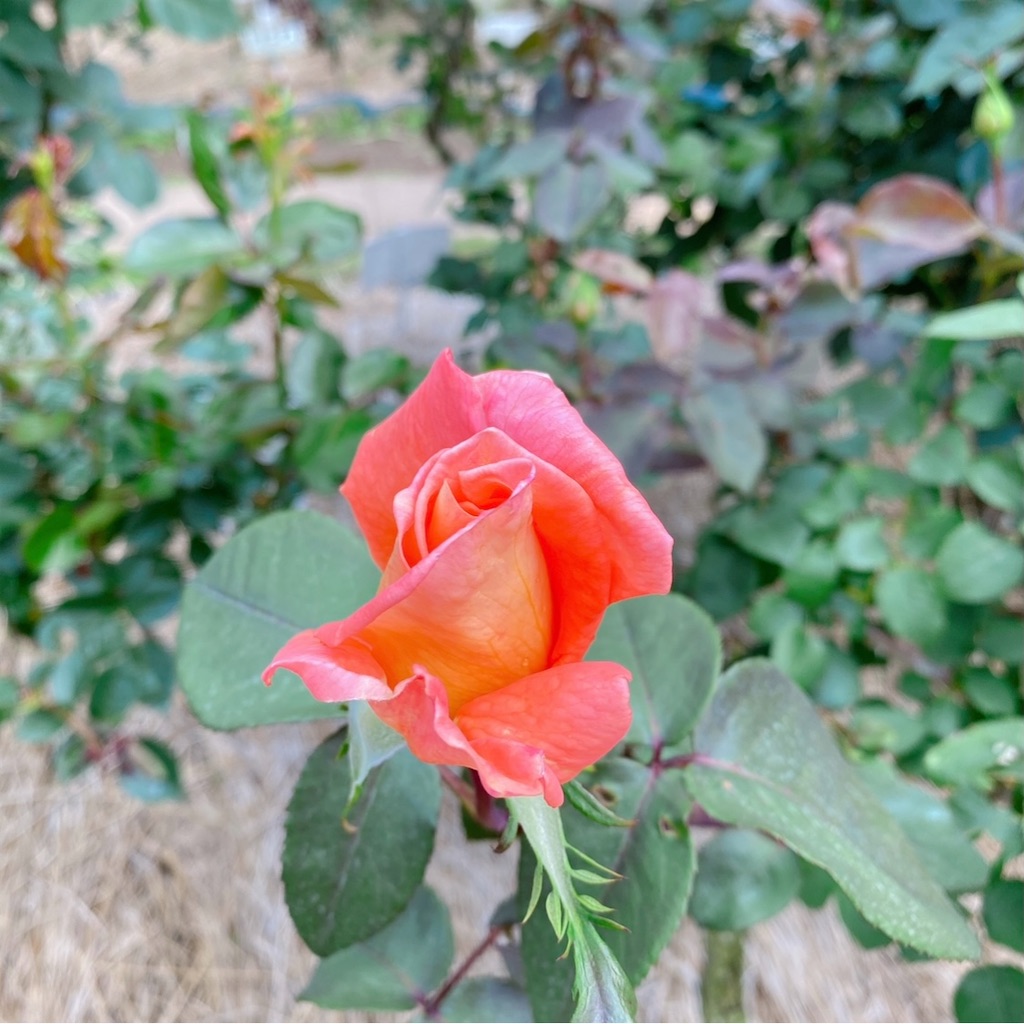 f:id:blossom-art:20210515211932j:image