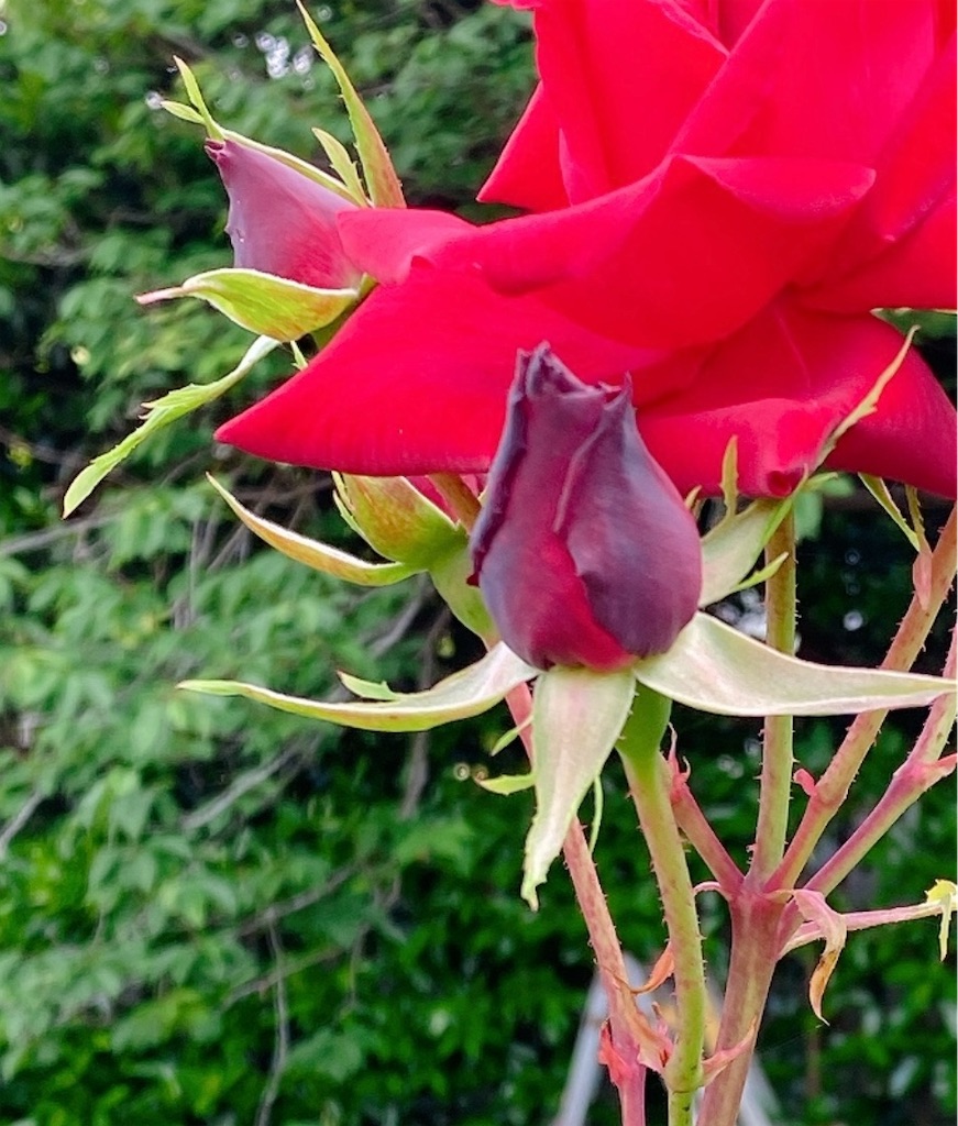 f:id:blossom-art:20210515212426j:image